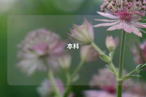 本科