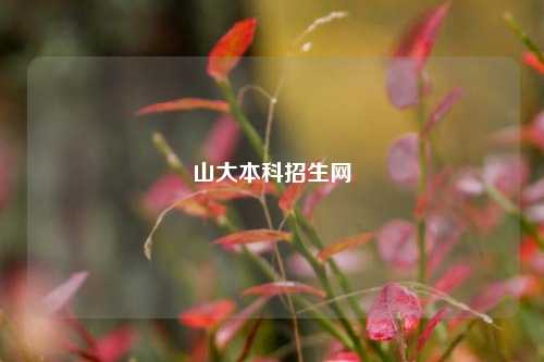 山大本科招生网